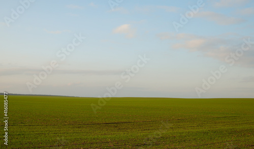 Natural background. Scenery. Green sprouts of wheat blue sky in the rays of the sunset.