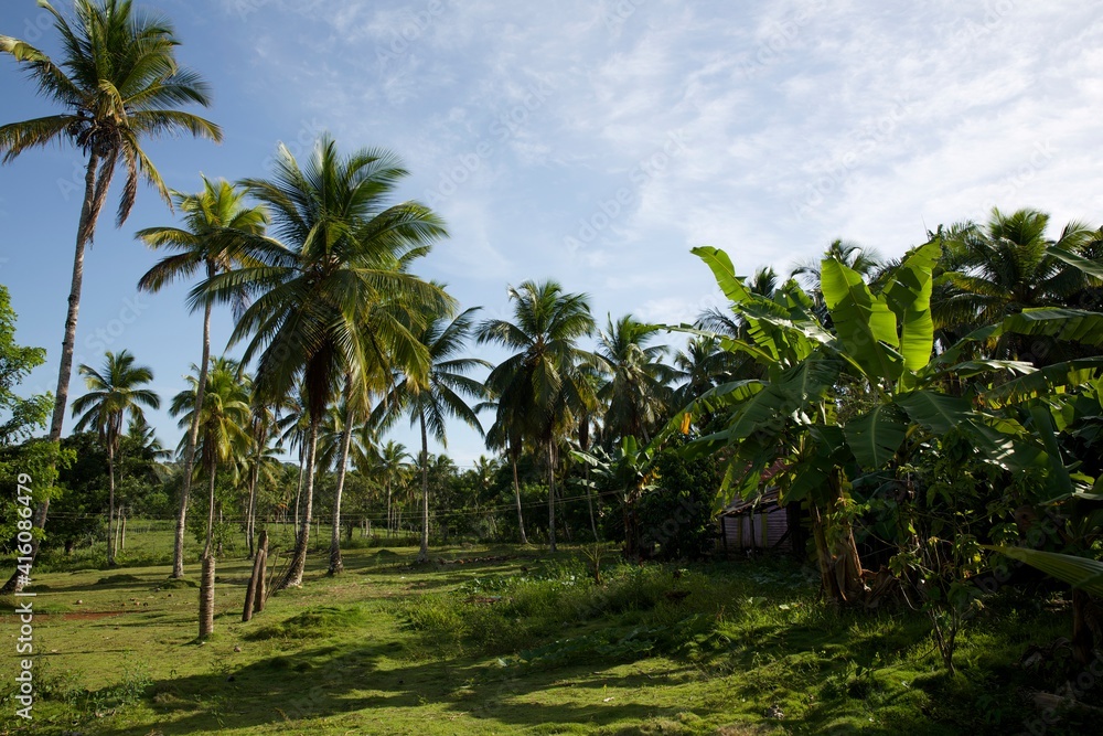 coconut palm trees