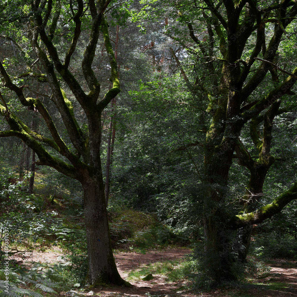 Fototapeta premium Fontainebleau