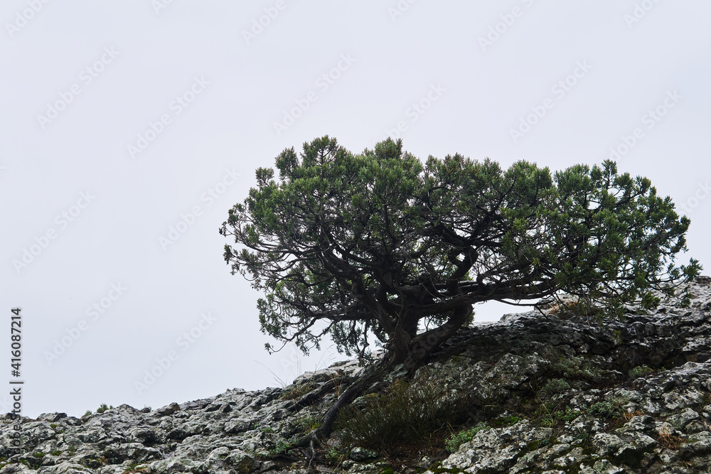 curve pine on cliff against white cloudy sky background curve pine on cliff against white cloudy sky background