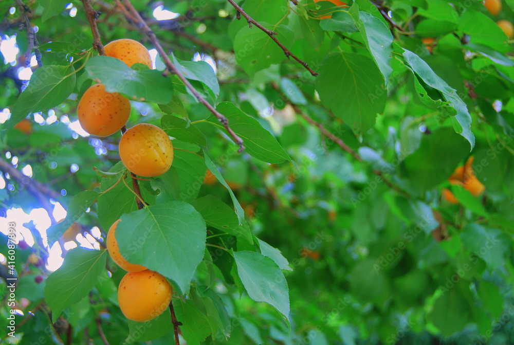 apricots on a green tree branch