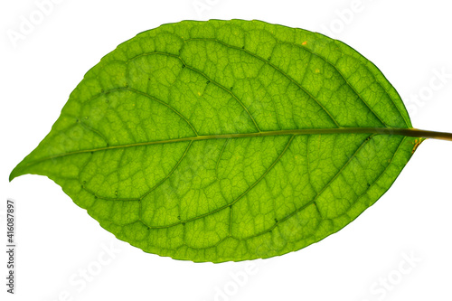 leaf on white background back illuminated with veins