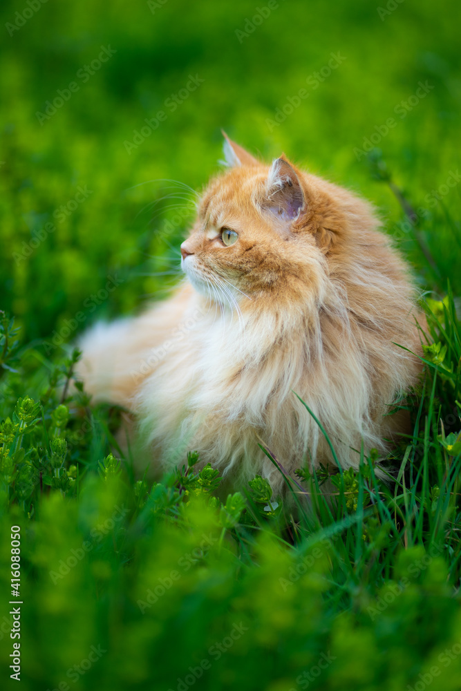 le chat angora roux de profil