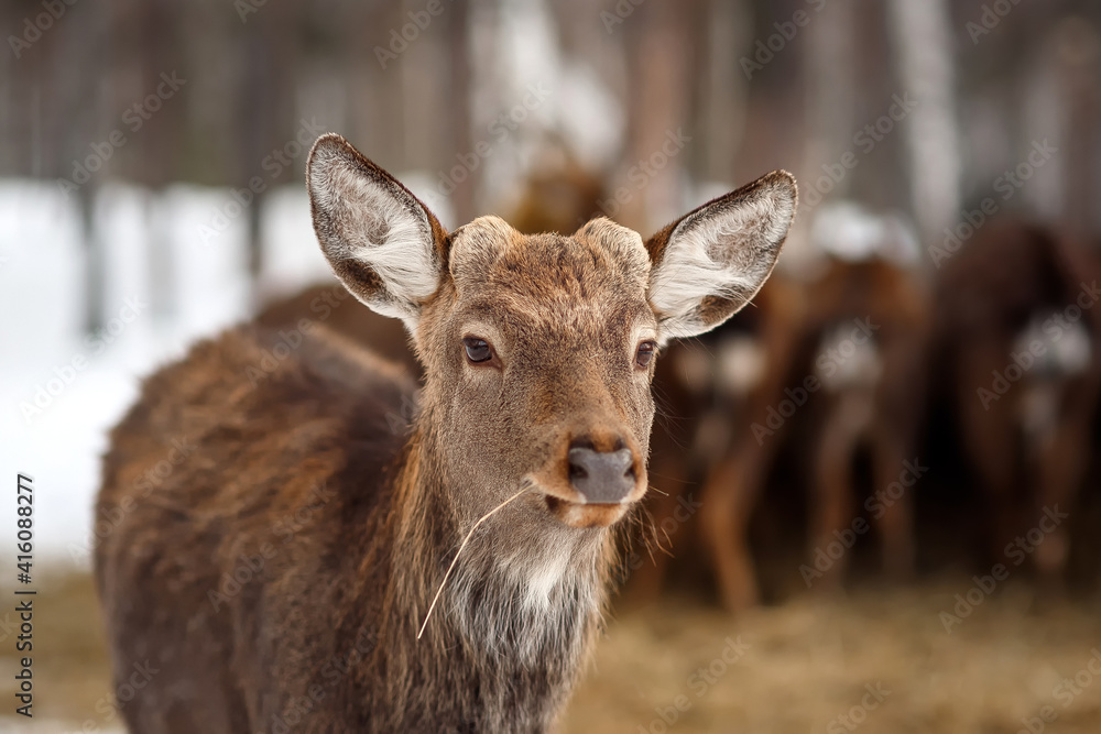 Fototapeta premium Closeup beautiful sika male deer or spotted deer on blur background looking at camera