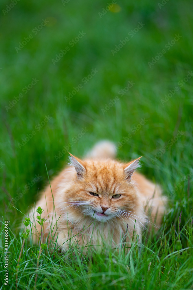 le chat angora roux mange une croquette