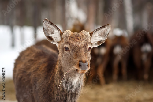Closeup beautiful sika male deer or spotted deer on blur background looking at camera © Roman