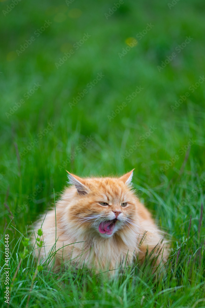 le chat angora roux tourne sa langue 