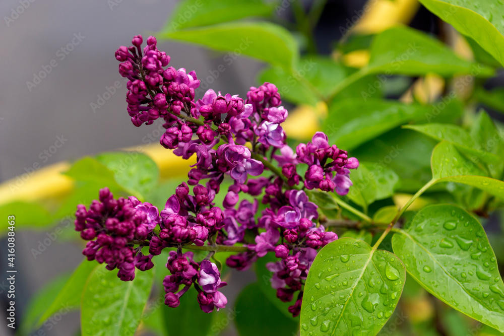 purple lilac on a green background in the rain purple lilac on a green background in the rain