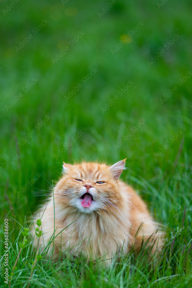 le chat angora roux tire la langue gueule ouverte