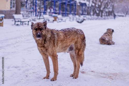 Bilde på lerret snowy street view and dog