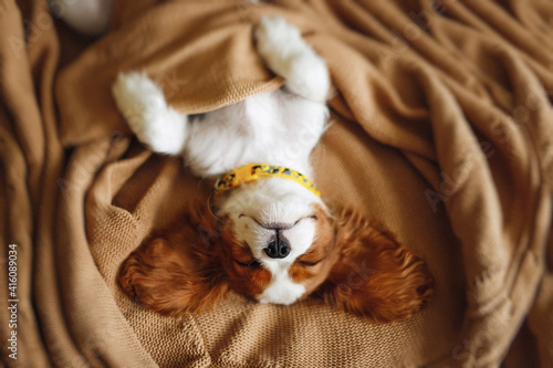 Funny Sleeping Cavalier King Charles Spaniel Puppy Face