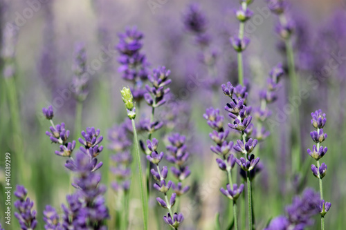 Purple Lavender Field Closeup