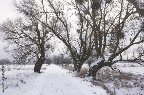 Picture of a country road in winter. © MaciejBledowski