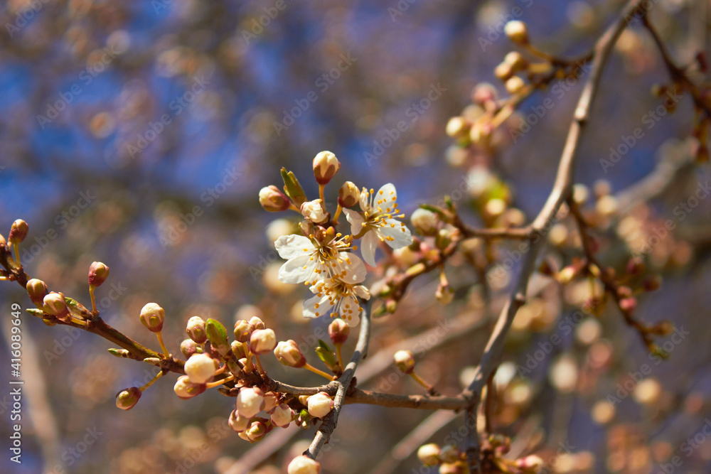 Spring white flowers. Cherry blossoms on a sunny day against the blue sky. Beauty of nature. Spring, youth, growth concept. Spring white flowers. Cherry blossoms on a sunny day against the blue sky. Beauty of nature. Spring, youth, growth concept.