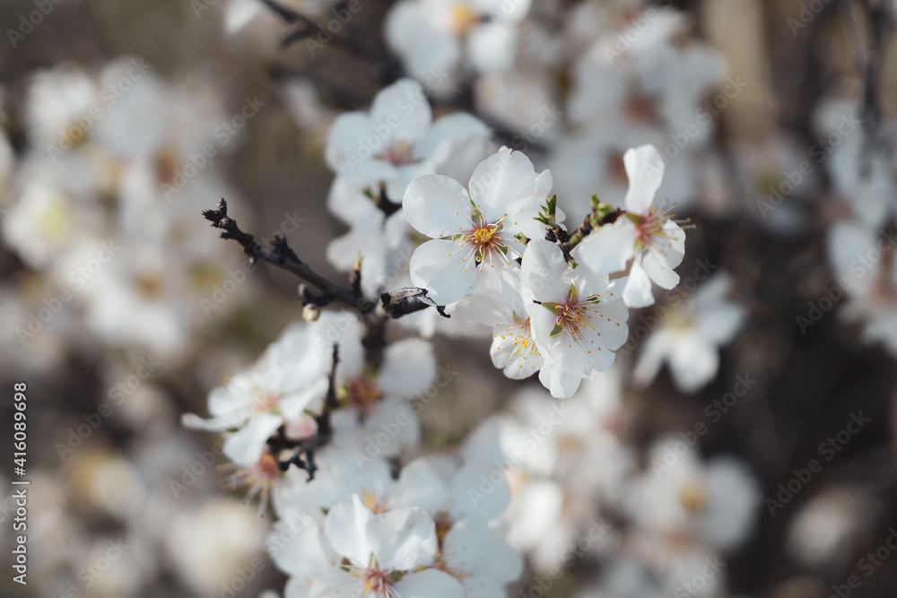 Silverded Almond pretty flower invites to meditation (Japanese cherry tree - jerte Spain) Silverded Almond pretty flower invites to meditation (Japanese cherry tree - jerte Spain)