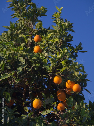 Orange tree with fruits on Crete in Greece, Europe 