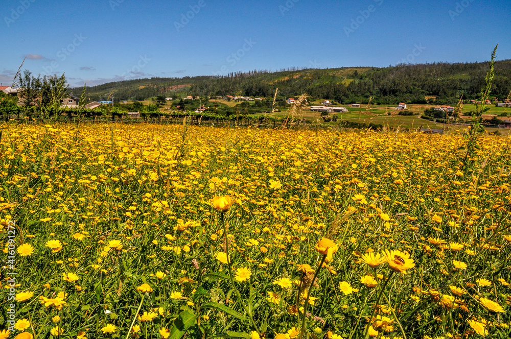 Fototapeta premium field of flowers