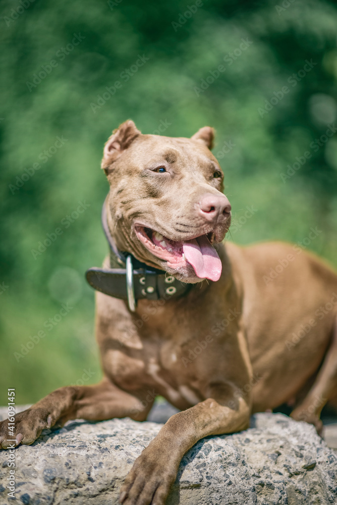 Portrait of an angry pit bull terrier in the forest close-up. Portrait of an angry pit bull terrier in the forest close-up.