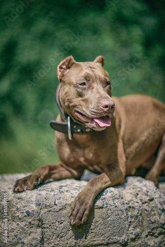 Portrait of an angry pit bull terrier in the forest close-up.