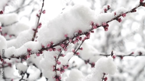 Snow covered flowering apricot tree branches