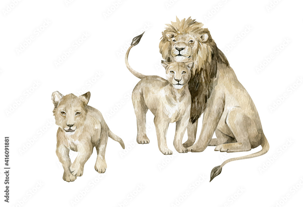 Watercolor set with lions family. Cute wild big savannah cats. Pride of lions.  - obrazy, fototapety, plakaty 