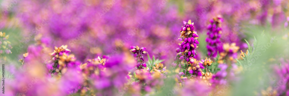 Panoramic of wild pink heather flowers in the moor in Brittany, France Panoramic of wild pink heather flowers in the moor in Brittany, France