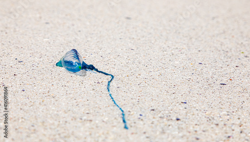 The Portuguese man o' war or Physalia physalis