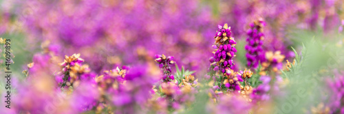 Panoramic of wild pink heather flowers in the moor in Brittany, France