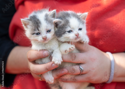 Dwa maleńkie kotki w ludzkich dłoniach