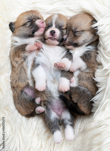 Trzy maleńkie szczeniaki śpią przytulone do siebie