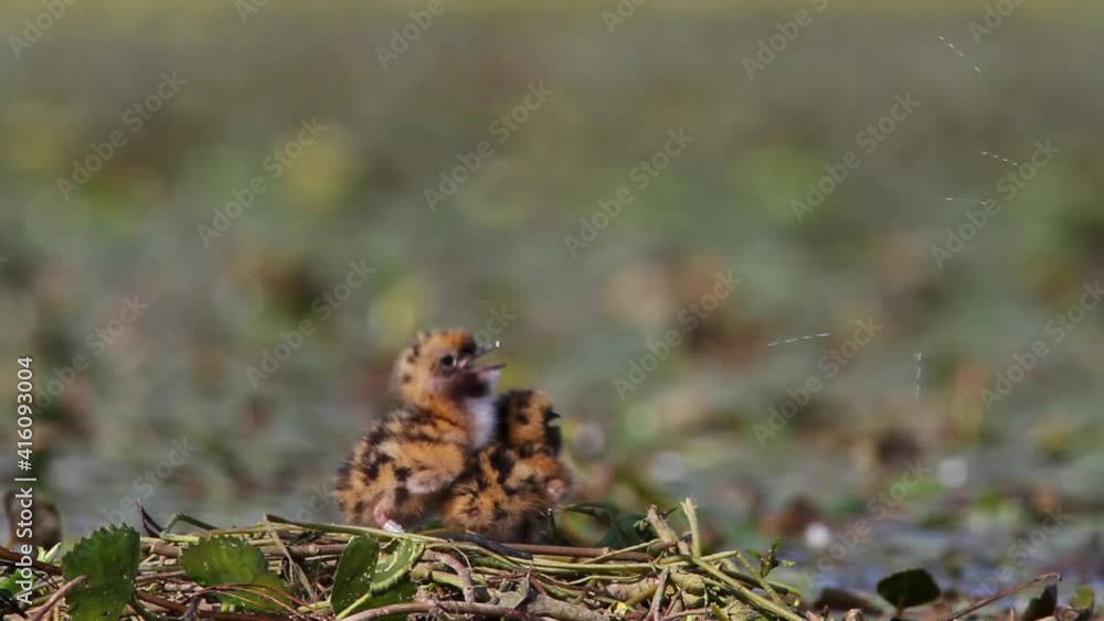 Whiskered tern nesting on a shallow wetland Whiskered tern nesting on a shallow wetland
