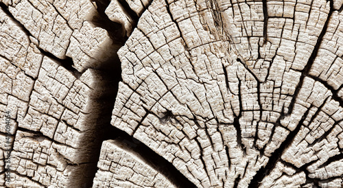 фотографія Macro close-up texture of a wood grain