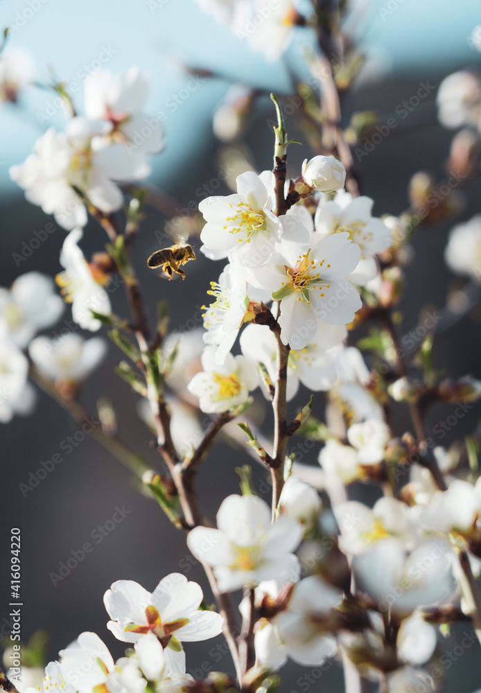 bee pollinating Silverded Almond pretty flower invites to meditation (Japanese cherry tree - jerte Spain)