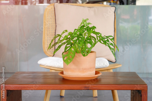 Monstera Obliqua Miq, or Window leaf, planted in the earthware flowerpot, decorative on wood table photo