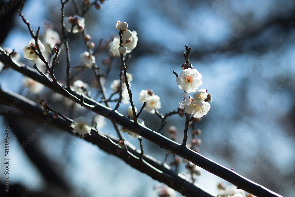 Plum flowers at Hanegi-Koen (Hanegi Park) in Setagaya, Tokyo, Japon Plum flowers at Hanegi-Koen (Hanegi Park) in Setagaya, Tokyo, Japon