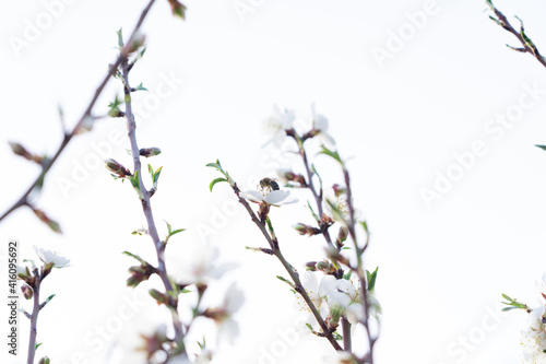 bee pollinating Silverded Almond pretty flower invites to meditation  Japanese cherry tree - jerte Spain 