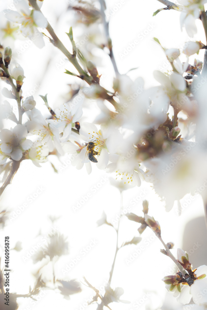 bee pollinating Silverded Almond pretty flower invites to meditation (Japanese cherry tree - jerte Spain) bee pollinating Silverded Almond pretty flower invites to meditation (Japanese cherry tree - jerte Spain)