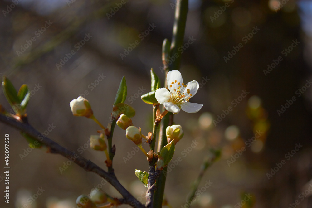 Spring white flowers. Cherry blossoms on a sunny day. Beauty of nature. Spring, youth, growth concept. Spring white flowers. Cherry blossoms on a sunny day. Beauty of nature. Spring, youth, growth concept.