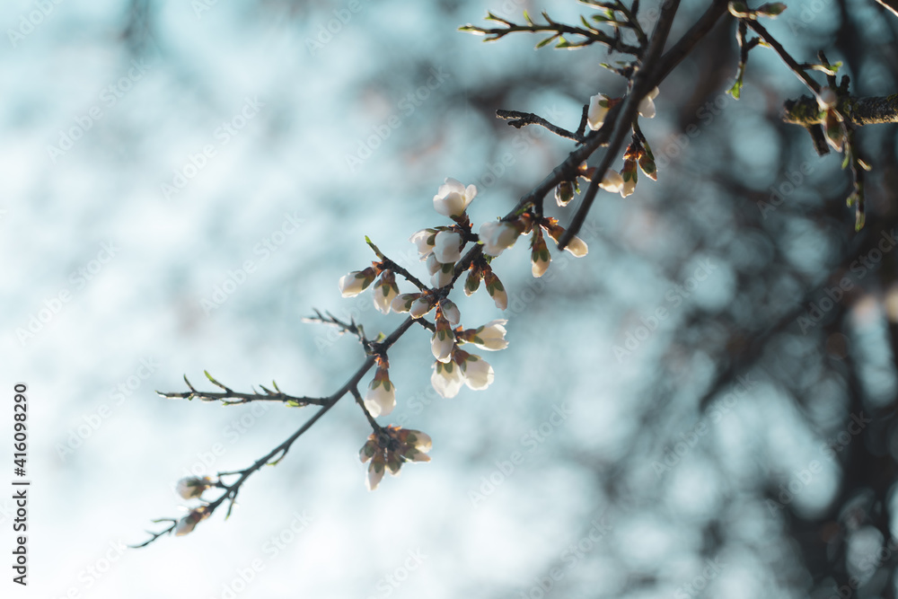 Silverded Almond pretty flower invites to meditation (Japanese cherry tree - jerte Spain) Silverded Almond pretty flower invites to meditation (Japanese cherry tree - jerte Spain)