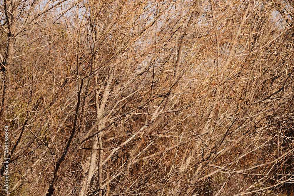 Fototapeta premium Monochrome texture of winter branches, bare during winter season.