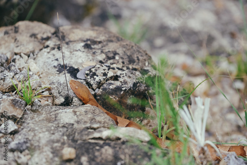 Venomous Copperhead snake in rocks.