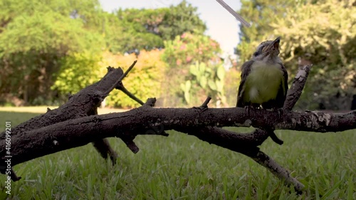 Curios tiny baby bird sitting on branch drinking water from straw held by human photo