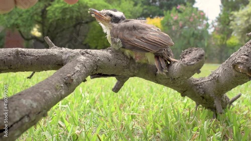 Cute baby bird sitting on branch being scared by human hand trying to pet it. photo