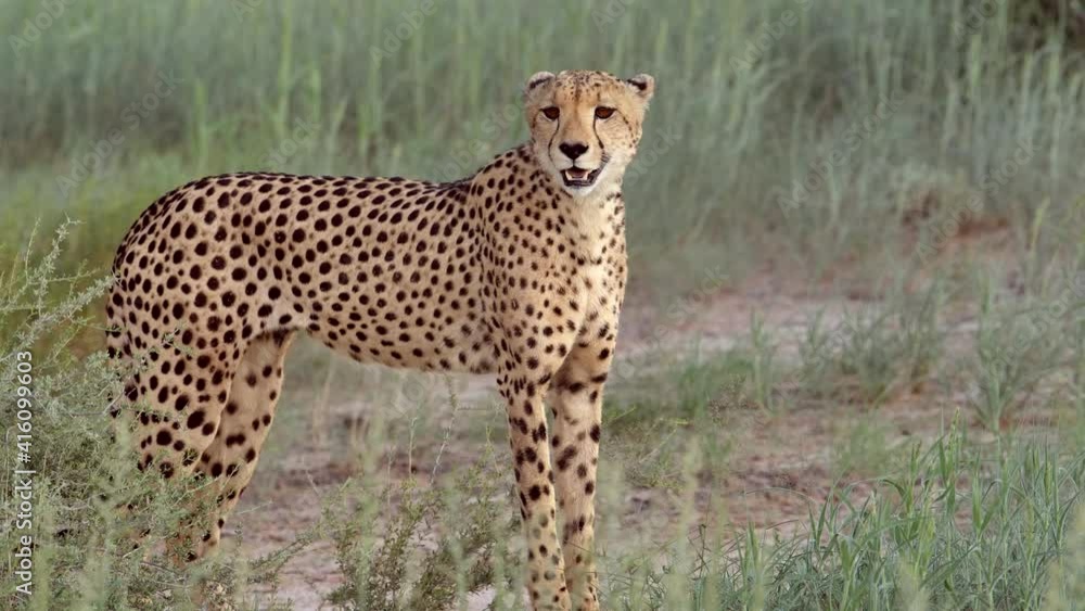 Close full body shot of a male Cheetah standing and calling in slow motion, Kgalagadi Transfrontier Park.