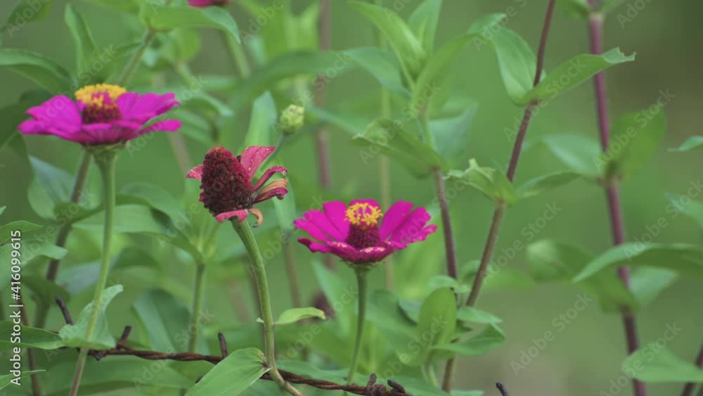 Short clip meadow butterfly flyaway from zinnia flower close up view with green leaf blurry background Short clip meadow butterfly flyaway from zinnia flower close up view with green leaf blurry background