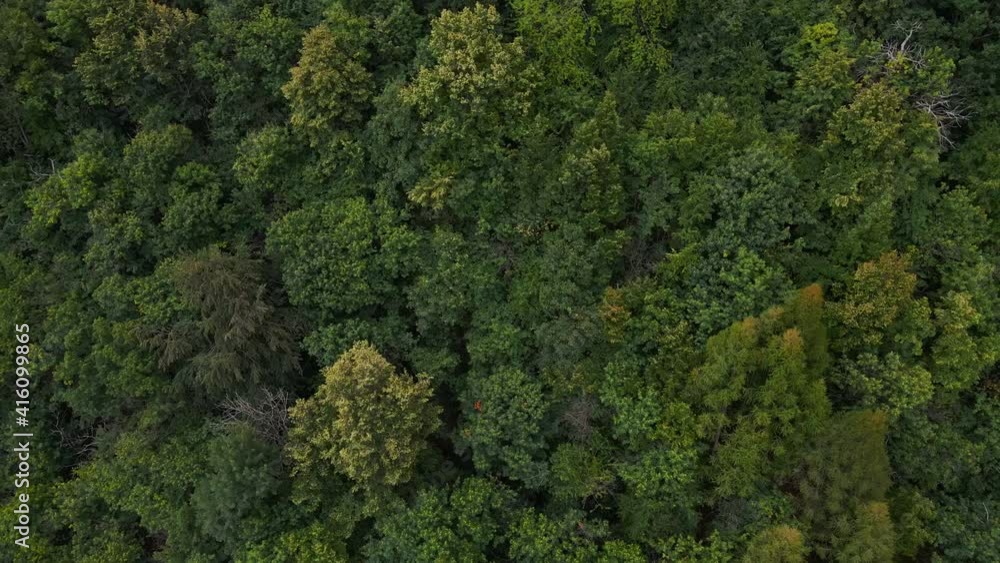Beautiful Green Forest At Mountain Range Of Orobie Alps During Sunny Summer Day In Italy. - aerial Beautiful Green Forest At Mountain Range Of Orobie Alps During Sunny Summer Day In Italy. - aerial