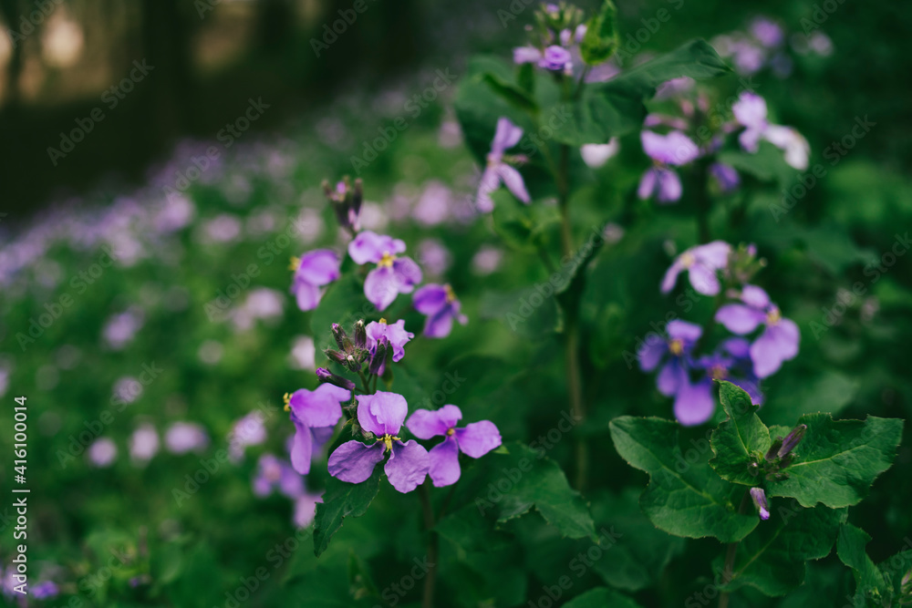 紫の花,自然 紫の花,自然