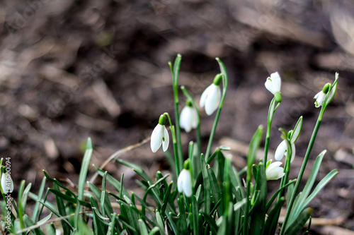 Snowdrops. Side view. Snowdrop spring flowers in a clearing in the forest. Blur soil. Snowdrop, symbol of spring. Galanthus, Galanthus nivalis. Close-up. Selective focus
