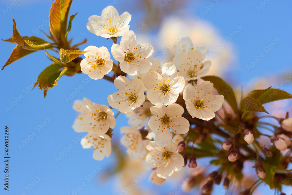 Obraz premium Spring white flowers. Cherry blossoms on a sunny day against the blue sky. Beauty of nature. Spring, youth, growth concept.