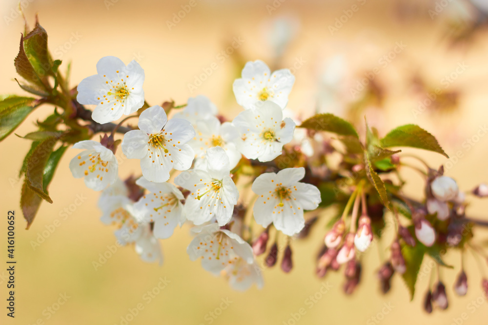 Spring white flowers. Cherry blossoms on a sunny day. Beauty of nature. Spring, youth, growth concept.